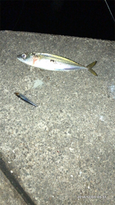 ランカーには届かず