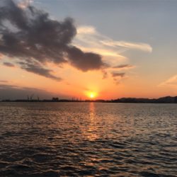 マイワシーバス！？