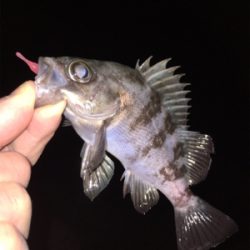 早朝メバリング