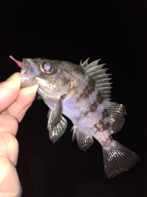 早朝メバリング