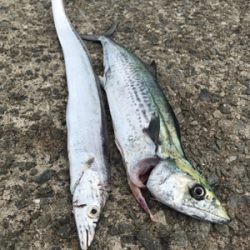 痛恨のサビキ忘れ(涙)