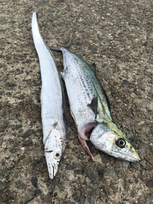 痛恨のサビキ忘れ(涙)