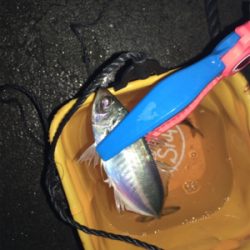 アジングや根魚