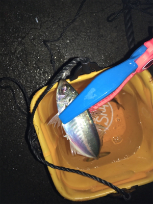 アジングや根魚