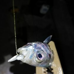 ガシラッシュからの