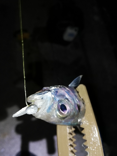 ガシラッシュからの