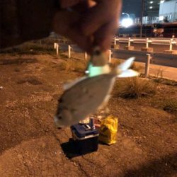 キタ〜っ❗️舞洲でF5❗️