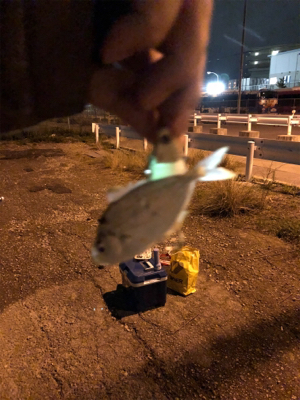 キタ〜っ❗️舞洲でF5❗️