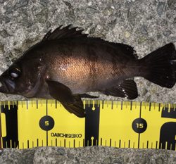 メバル高活性！