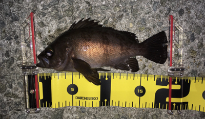 メバル高活性！