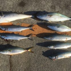 青物3種狙い☆GUNNING-STYLE