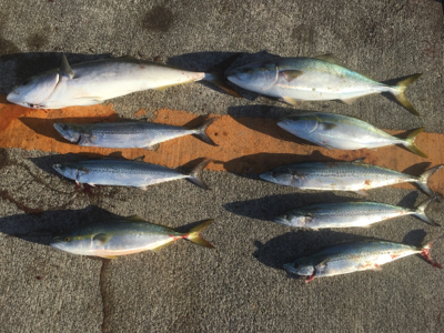 青物3種狙い☆GUNNING-STYLE