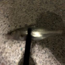 アジング バイク釣行の練習