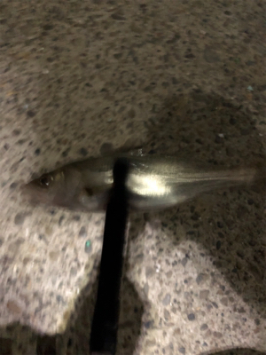 アジング バイク釣行の練習