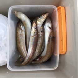 平成最後の落ちキス釣り