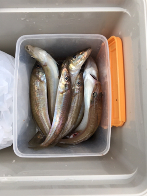 平成最後の落ちキス釣り