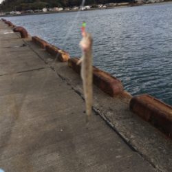 サビキ仕掛けに付餌