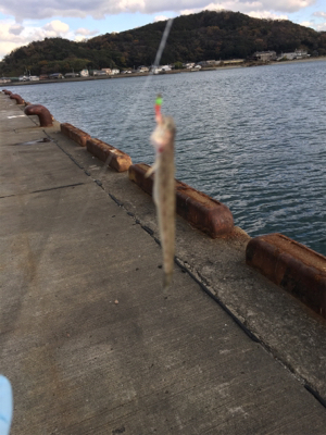 サビキ仕掛けに付餌