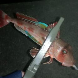 ナイトアジング