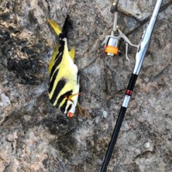 寒グレどこ行った？