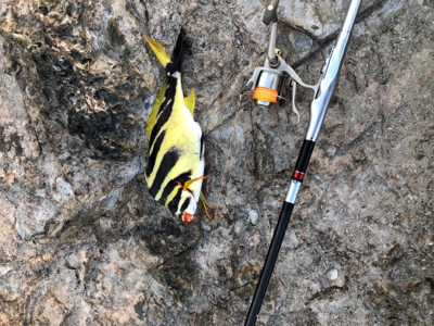 寒グレどこ行った？