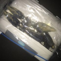 ヒイカ極寒ゲーム