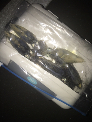 ヒイカ極寒ゲーム