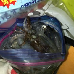 初の80杯オーバー\(^^)/ヒイカ釣り