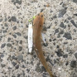 ヒトデのあらし