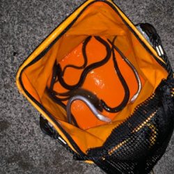 ショアジギから穴子