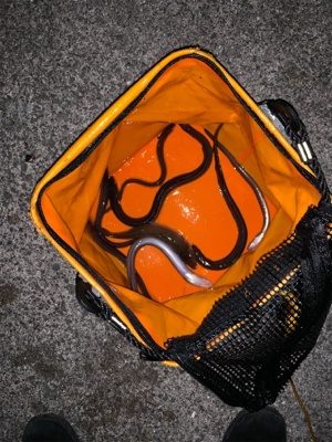 ショアジギから穴子