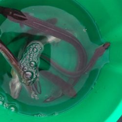 カレイ狙いの久々の投げ釣り