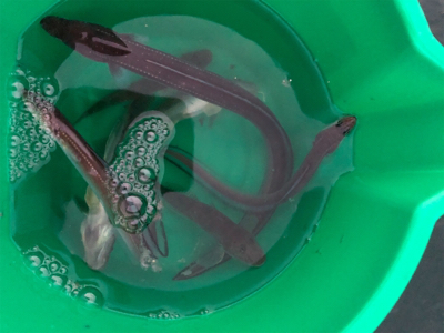 カレイ狙いの久々の投げ釣り