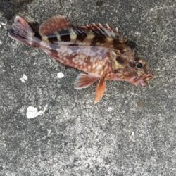 極寒のなか根魚狙い