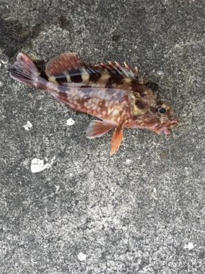 極寒のなか根魚狙い