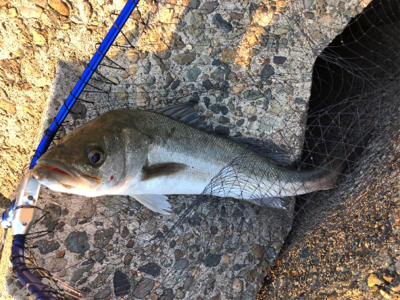 シーバス祭りとクジラもー汗