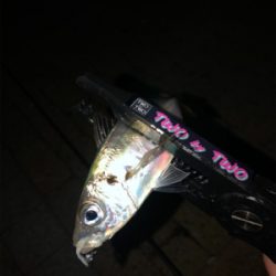 芦屋浜アジング