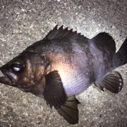 明石周辺メバリング