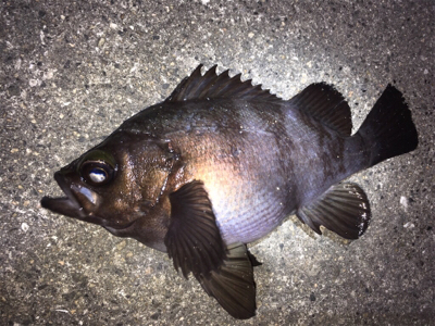 明石周辺メバリング