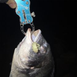 淀川ブリームゲーム お帰りなさい