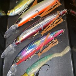 ぷりぷりサゴシ