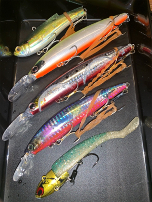 ぷりぷりサゴシ