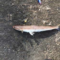 今期4度目神戸沖堤