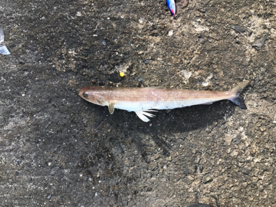 今期4度目神戸沖堤