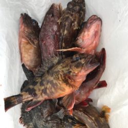 青物終わりかな