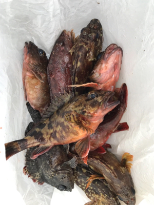 青物終わりかな