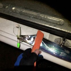 タチウオ爆釣！