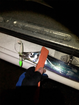 タチウオ爆釣！