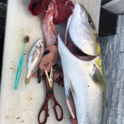 明石沖   ブリノマセ釣り