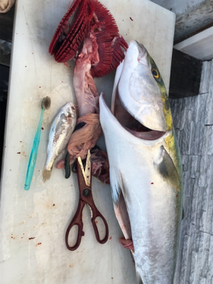 明石沖   ブリノマセ釣り